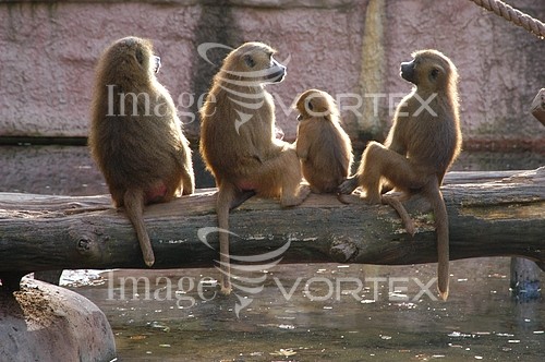 Animal / wildlife royalty free stock image #304823219