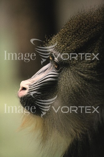 Animal / wildlife royalty free stock image #305099289