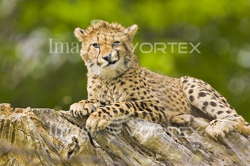 Animal / wildlife royalty free stock image #305699144