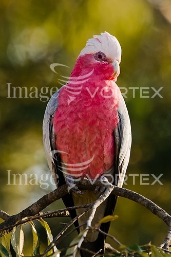 Bird royalty free stock image #306821546