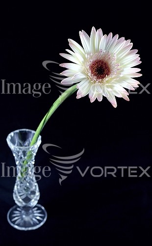 Flower royalty free stock image #306091321