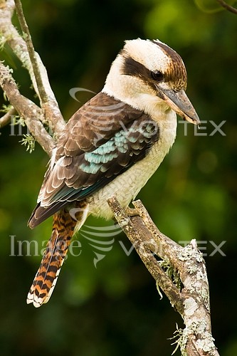 Bird royalty free stock image #306410250