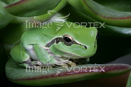 Animal / wildlife royalty free stock image #307902108