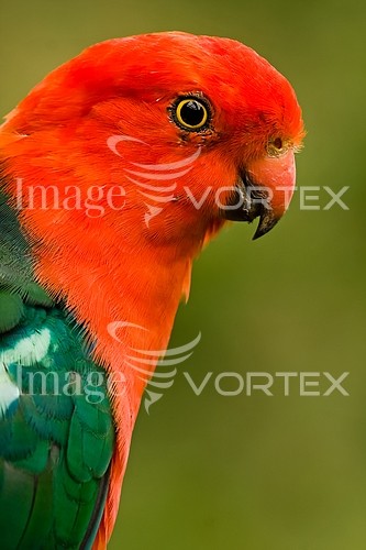 Bird royalty free stock image #307034248