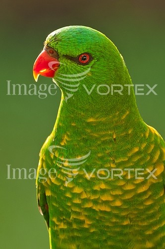 Bird royalty free stock image #307252971