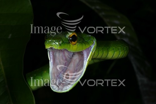 Animal / wildlife royalty free stock image #307133656