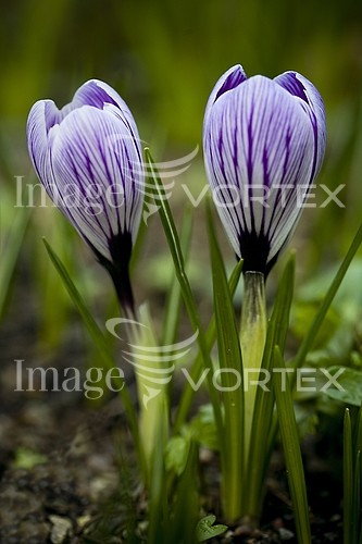 Flower royalty free stock image #308237789