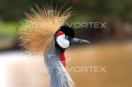 Bird royalty free stock image #309097138