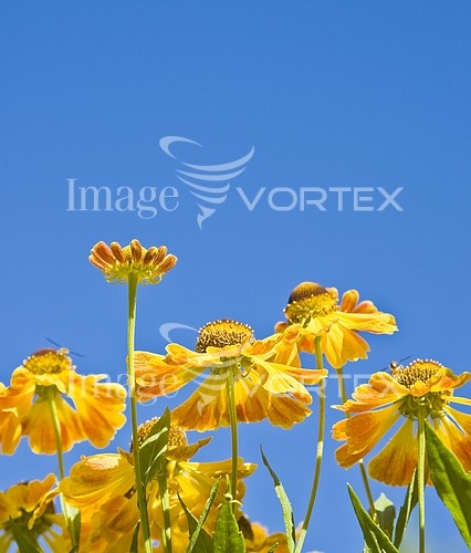 Flower royalty free stock image #309704704
