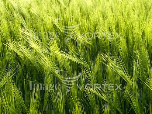 Industry / agriculture royalty free stock image #309916939