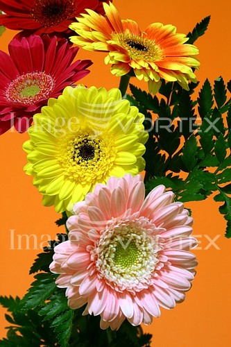 Flower royalty free stock image #310610162