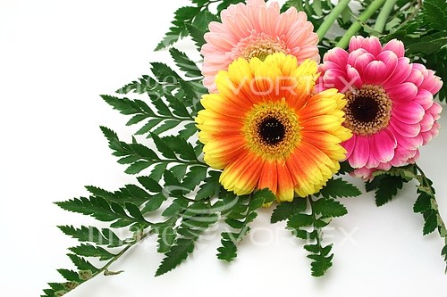 Flower royalty free stock image #310685049