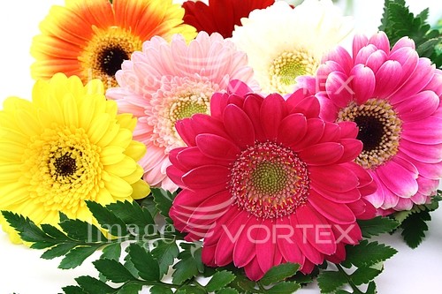 Flower royalty free stock image #310709006