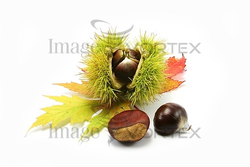 Food / drink royalty free stock image #310859321