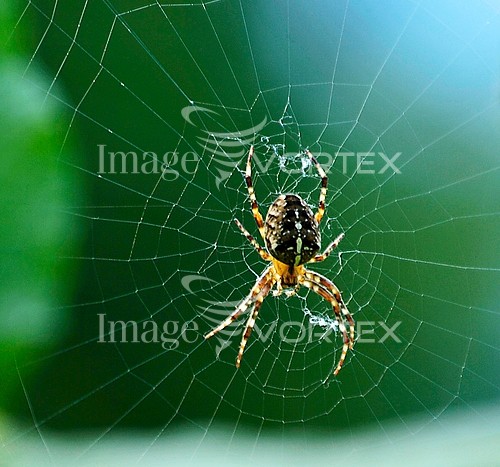Insect / spider royalty free stock image #310147521