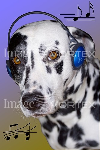 Pet / cat / dog royalty free stock image #315037909