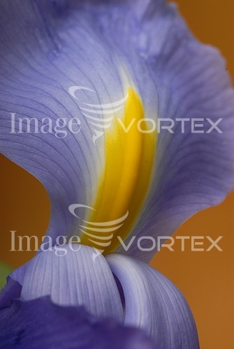 Flower royalty free stock image #315957946
