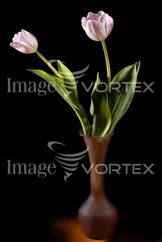 Flower royalty free stock image #316048881