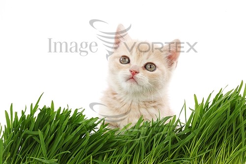 Pet / cat / dog royalty free stock image #317442115