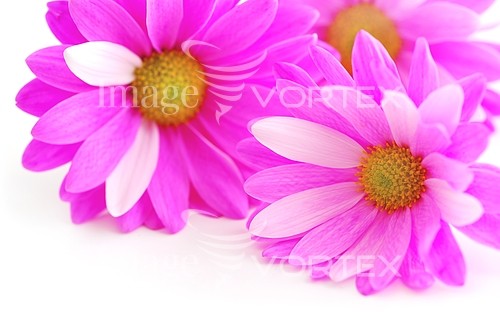 Flower royalty free stock image #317270079
