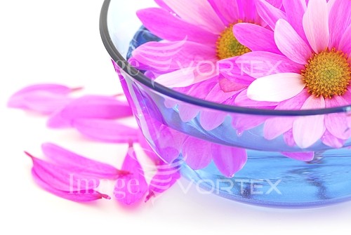 Flower royalty free stock image #317294322