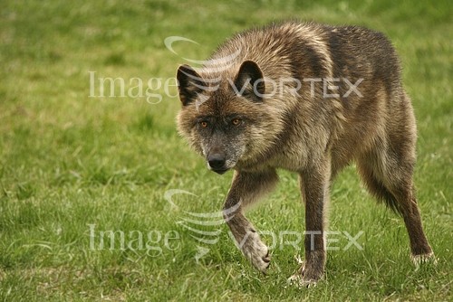 Animal / wildlife royalty free stock image #317073812