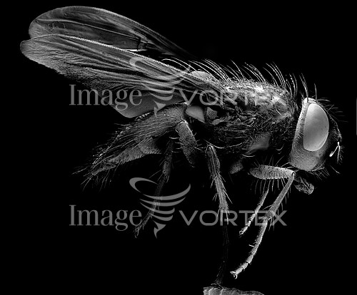 Insect / spider royalty free stock image #319878295