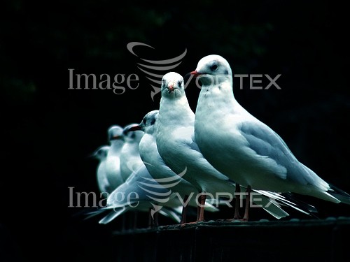 Bird royalty free stock image #319453468