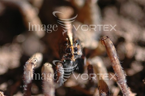 Insect / spider royalty free stock image #319554237