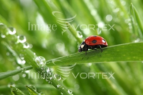 Insect / spider royalty free stock image #320220590