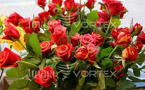 Flower royalty free stock image #323583709
