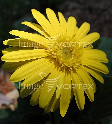 Flower royalty free stock image #323594994