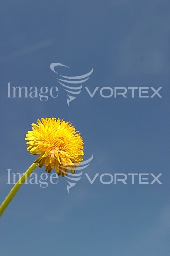 Flower royalty free stock image #324831882