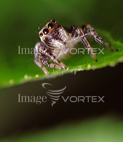 Insect / spider royalty free stock image #325284695