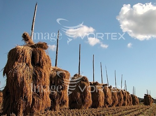 Industry / agriculture royalty free stock image #327051691