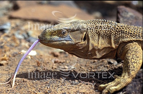 Animal / wildlife royalty free stock image #327421999