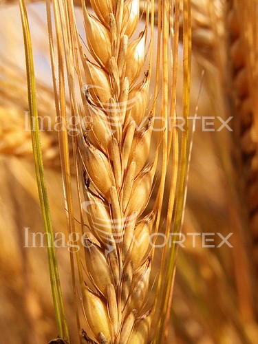 Industry / agriculture royalty free stock image #327377677