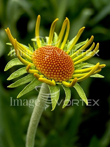 Flower royalty free stock image #328382604