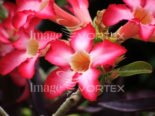 Flower royalty free stock image #328936642