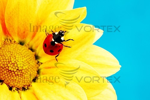 Insect / spider royalty free stock image #328219634