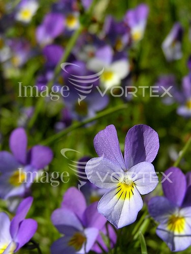 Flower royalty free stock image #328112171