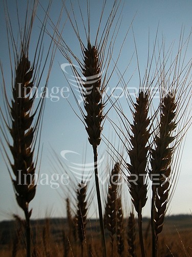 Industry / agriculture royalty free stock image #328377941