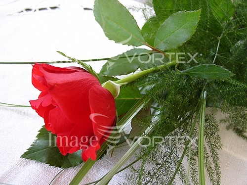 Flower royalty free stock image #329472602