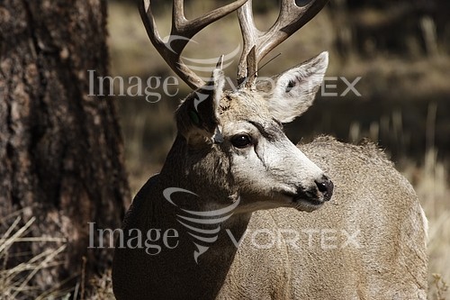 Animal / wildlife royalty free stock image #334416927