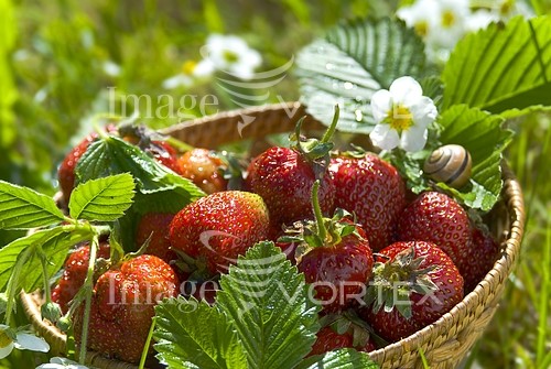 Food / drink royalty free stock image #335504653