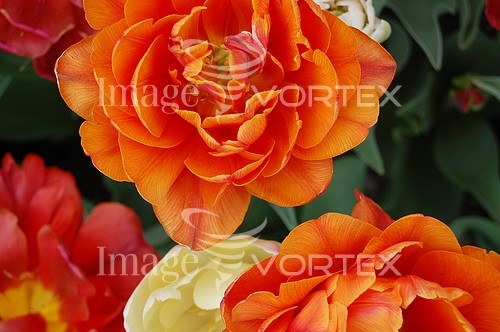 Flower royalty free stock image #337921612
