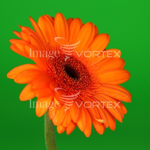 Flower royalty free stock image #337901981