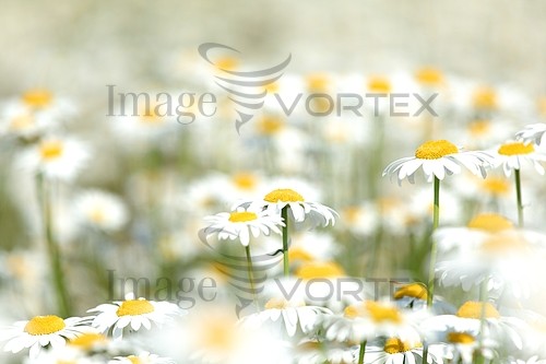 Flower royalty free stock image #338114290