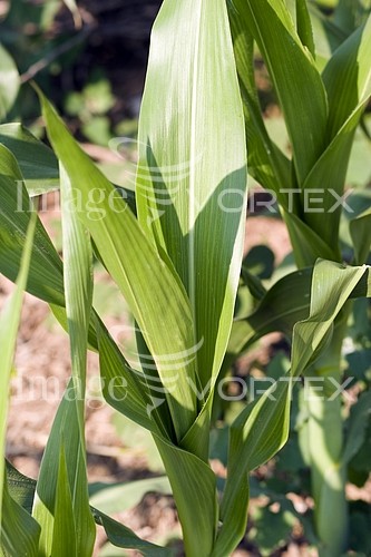 Industry / agriculture royalty free stock image #338219997