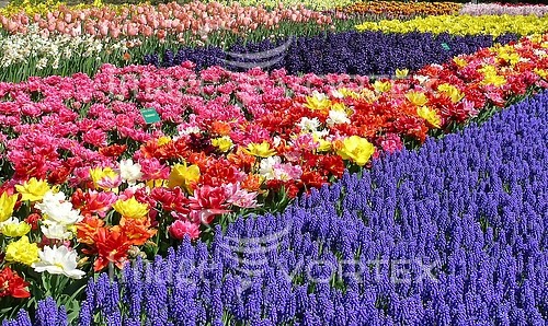 Flower royalty free stock image #338367616